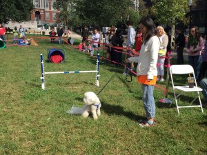 MSPCA-Angell staff member shows off the skills of a shelter dog available for adoption. 