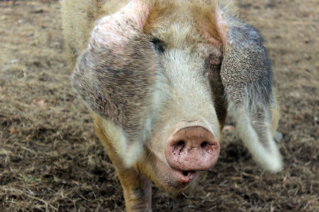 Diego, a Gloucestershire Old Shots Pig who lives at Manda Farms.