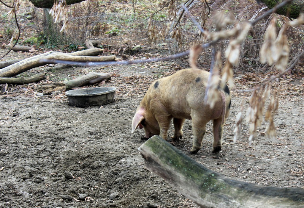 This Gloucestershire Old Spots pig is about the size of a Jack-Russel Terrier. He'll grow to the size of a miniature horse before being sold for meat.