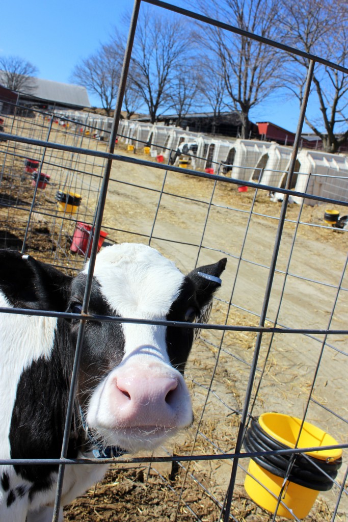 Holstein Calf