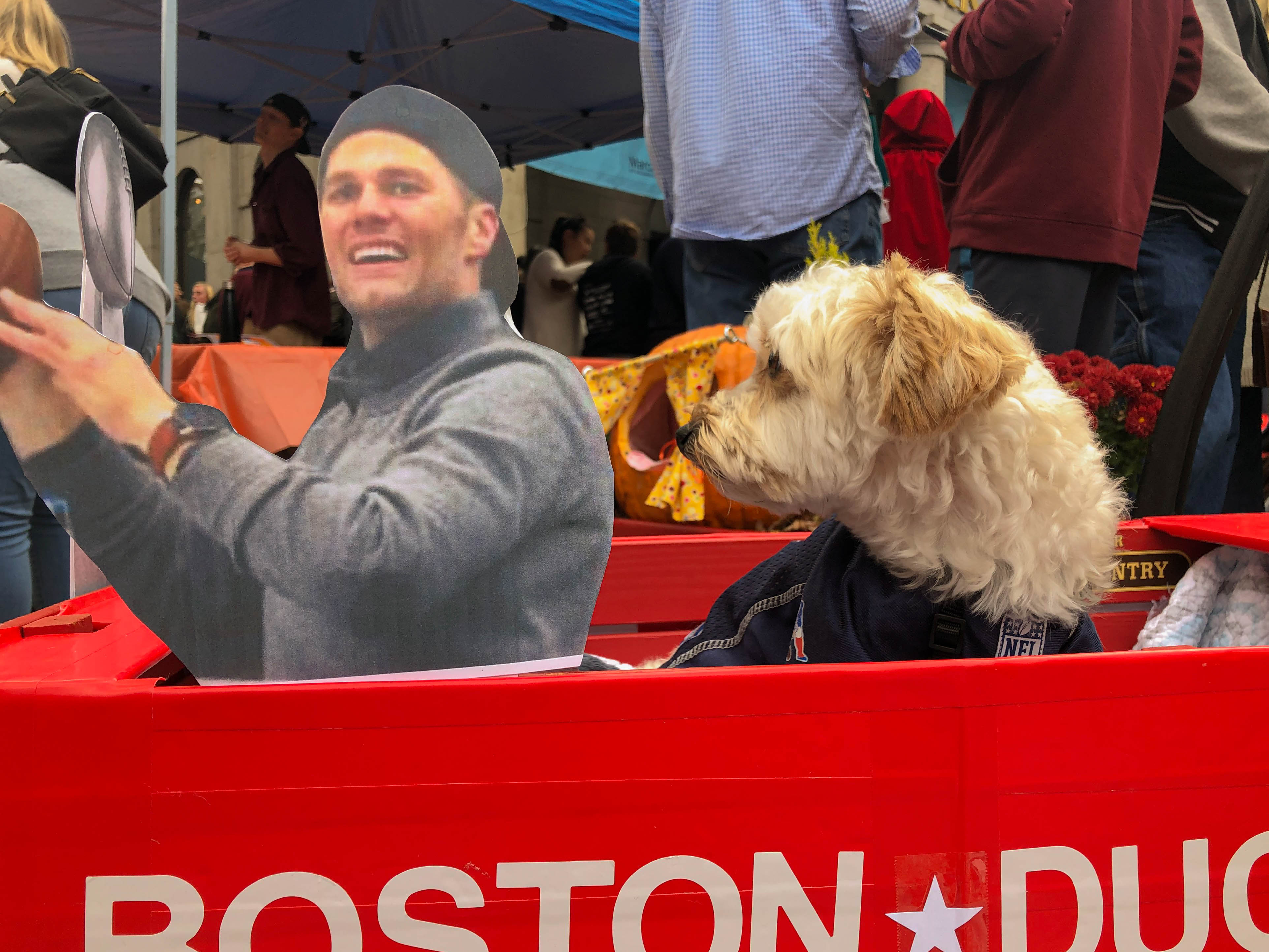 tom brady dog jersey